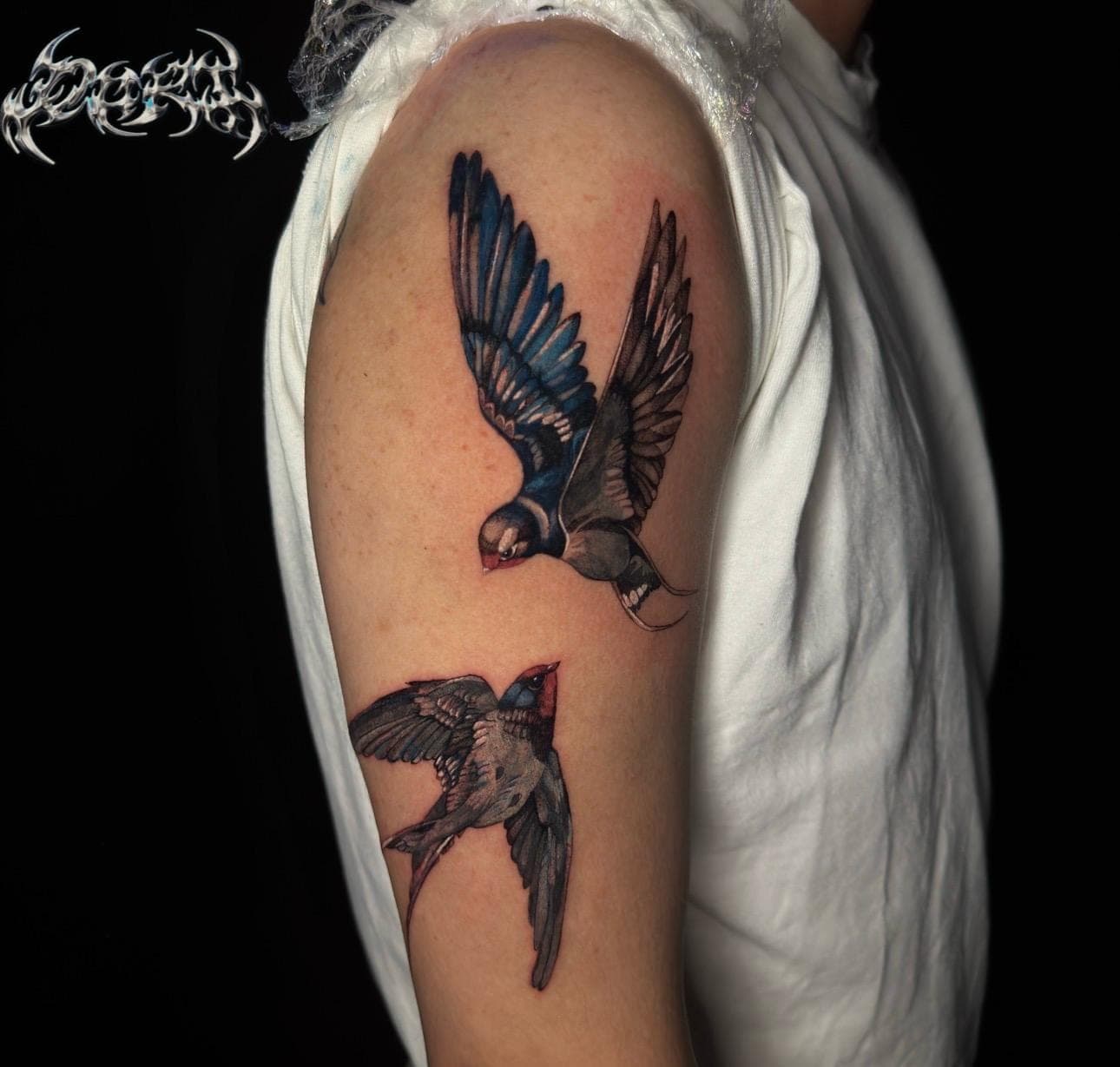 Swallows